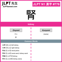 776 腎 kanji meaning JLPT N1 Kanji Flashcard